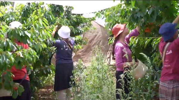 המדרשה שמשלבת עבודה חקלאית עם לימוד תורה