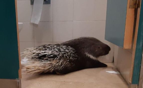 אורח מפתיע במסדרונות הכנסת