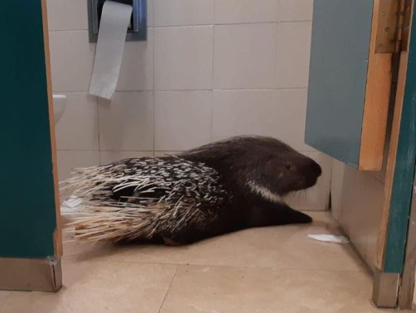 אורח מפתיע במסדרונות הכנסת