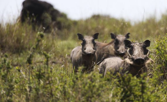 צפו: הדרך המפתיעה בה בחר חזיר לחצות את הכביש