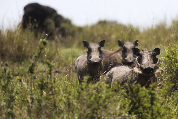 צפו: הדרך המפתיעה בה בחר חזיר לחצות את הכביש