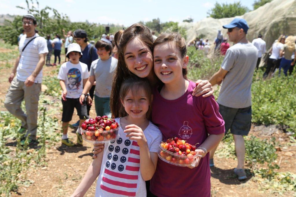פסטיבל הדובדבנים: במתכונת מעט שונה