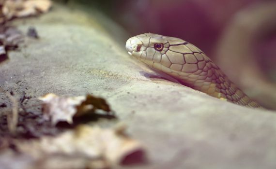 בת 15 הוכשה על ידי נחש בביה"ס ופונתה במצב בינוני