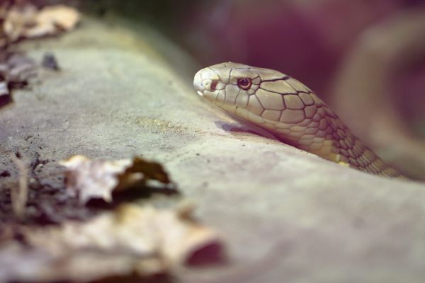 בת 15 הוכשה על ידי נחש בביה"ס ופונתה במצב בינוני