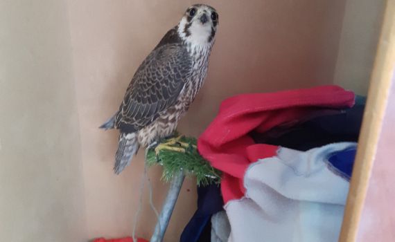 30,000 שקל קנס לבדואים על ציד לא חוקי של בזים