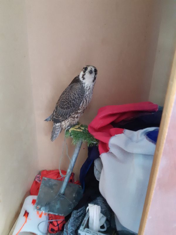 30,000 שקל קנס לבדואים על ציד לא חוקי של בזים