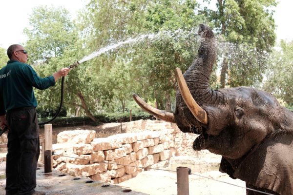 הספארי במבצע קיץ למשפחות ברוכות ילדים