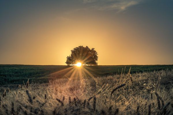 מחסור בוויטמין D מגביר סיכוי להידבק בקורונה
