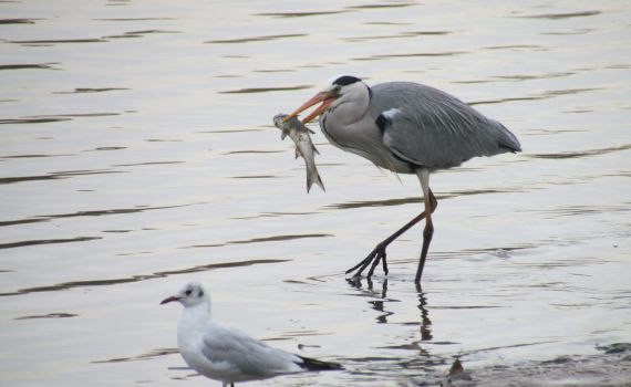 לא רק בצפון: מטיילים לאורך שבילי הירקון