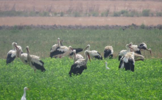 החסידות הראשונות כבר הגיעו: חצי מיליון בדרך