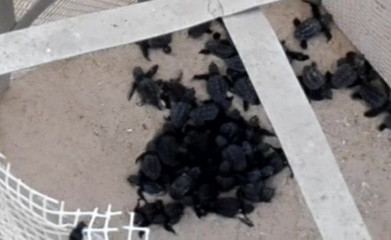 תגידו מזל טוב: עשרות צבים בקעו מהקן בחוף פלמחים