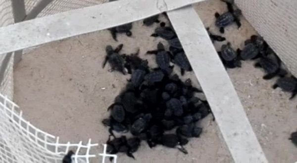 תגידו מזל טוב: עשרות צבים בקעו מהקן בחוף פלמחים