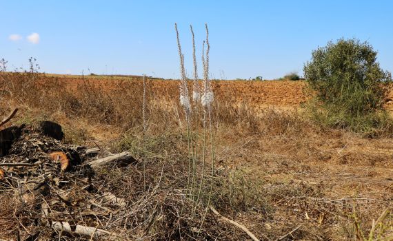הסתיו כבר פה | צפו בתיעוד מעוטף עזה