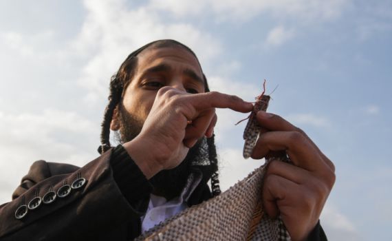 אחת ולתמיד: האם מותר או אסור לאכול חגבים?