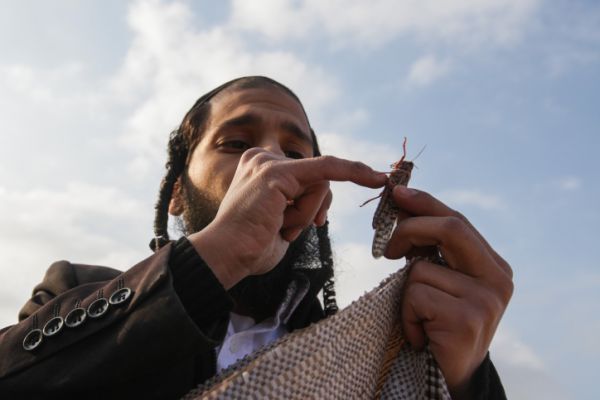 אחת ולתמיד: האם מותר או אסור לאכול חגבים?