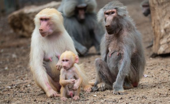 אז מה עושות האיילות בלילות? סיור לילי בספארי
