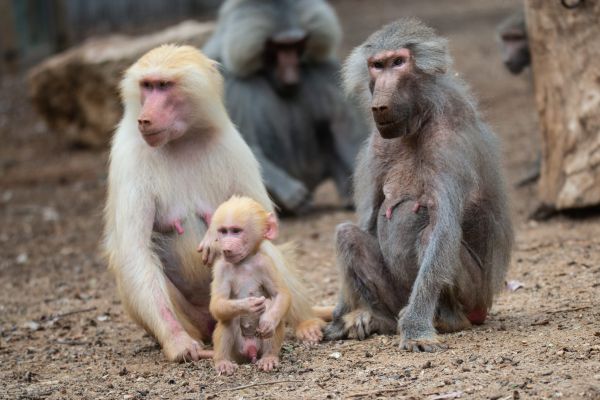 אז מה עושות האיילות בלילות? סיור לילי בספארי