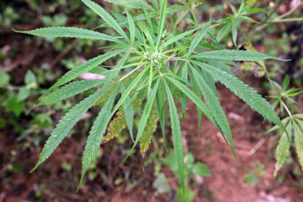 רפורמה: מחיר הקנביס הרפואי יופחת ב- 50%