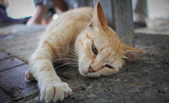 מדברים חתולית: האנשים שאוהבים חתולים יותר מכל