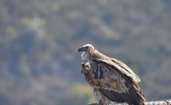 נשבר שיא של 12 שנים בכמות הנשרים בישראל