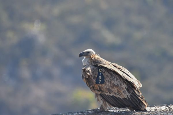 נשבר שיא של 12 שנים בכמות הנשרים בישראל