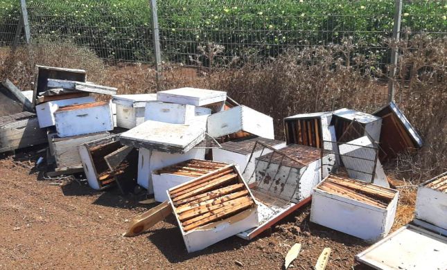  עשרות כוורות דבש נגנבו; נזק של עשרות אלפי שקלים