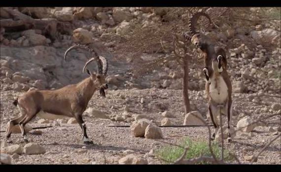 מרהיב: קרבות יעלים זכרים בשמורת עין גדי. צפו