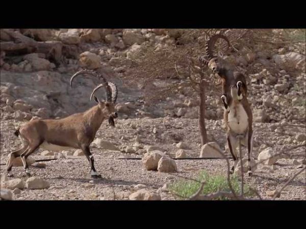 מרהיב: קרבות יעלים זכרים בשמורת עין גדי. צפו