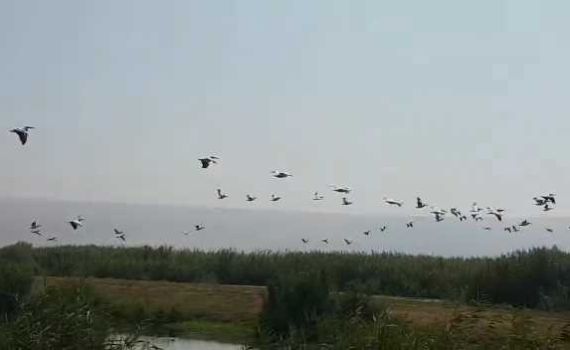 מרהיב: 500 שקנאים ממריאים משמורת החולה