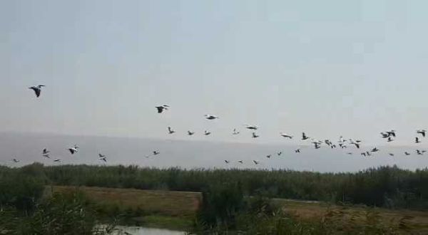 מרהיב: 500 שקנאים ממריאים משמורת החולה