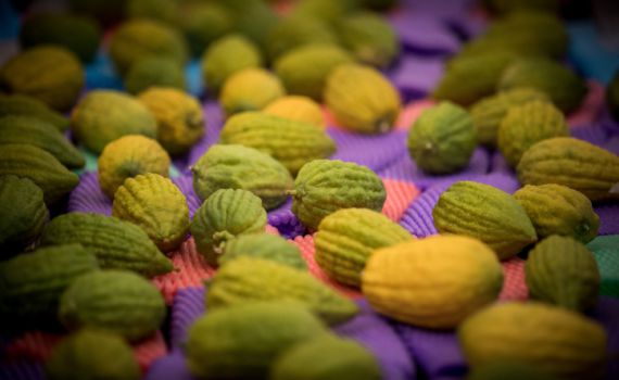 סוכות תשפ"א: 4 המינים מהודרים בלי לצאת מהבית