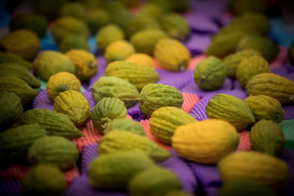 סוכות תשפ"א: 4 המינים מהודרים בלי לצאת מהבית