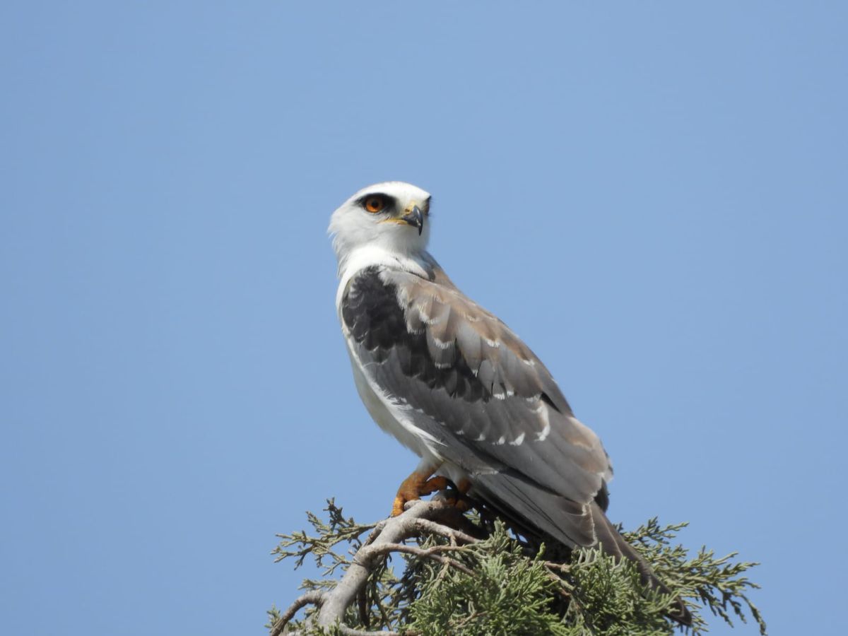 תיעוד מרהיב: דאה שחורת כתף במערת הנטיפים