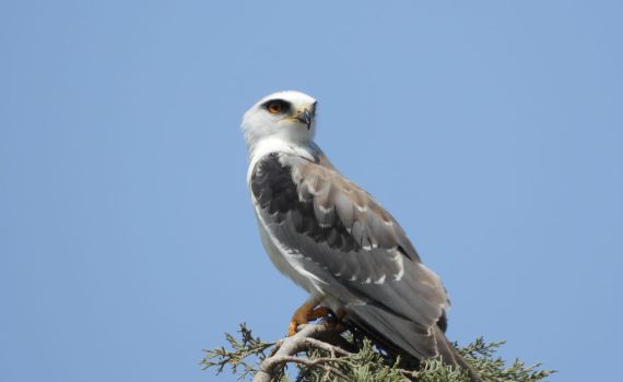 תיעוד מרהיב: דאה שחורת כתף במערת הנטיפים