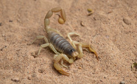 התייצב מצבו של הפעוט שנעקץ על ידי עקרב ביצהר