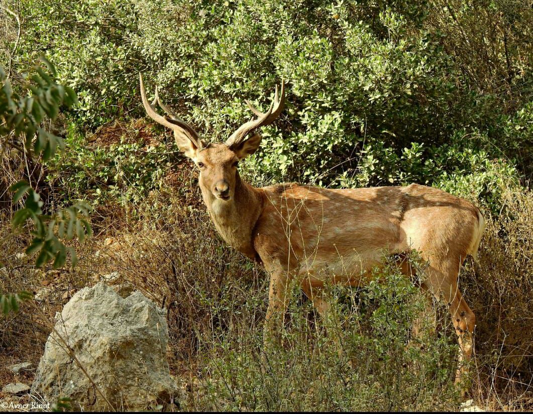 תמונת היום: יחמור פרסי מרשים בנחל שורק