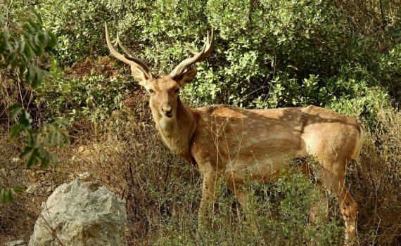 תמונת היום: יחמור פרסי מרשים בנחל שורק