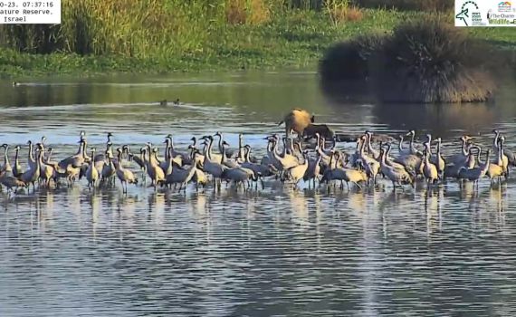 תיעוד מרהיב: עגורים ממלאים את אגמון החולה