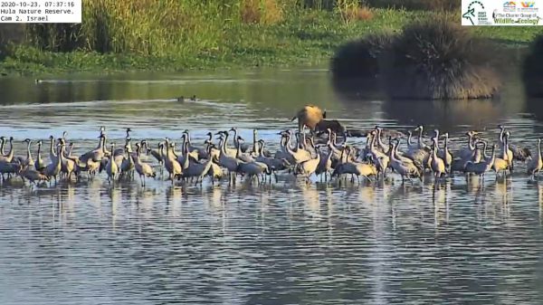 תיעוד מרהיב: עגורים ממלאים את אגמון החולה