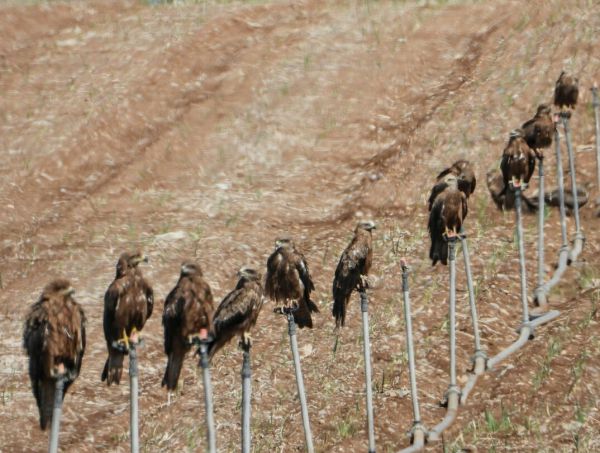 תמונת היום: שורת דיות שחורות נחות בעמק הירדן