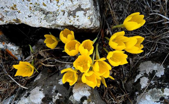 בלי מגבלת 1000 מטר, קבלו המלצות לטיולי שלכת בצפון