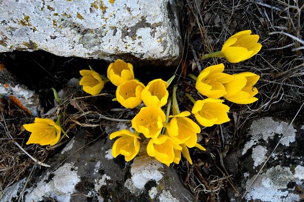 בלי מגבלת 1000 מטר, קבלו המלצות לטיולי שלכת בצפון