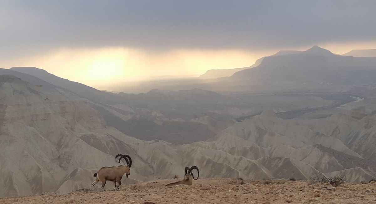תמונת היום: עדר יעלים במדרשת בן גוריון בנגב