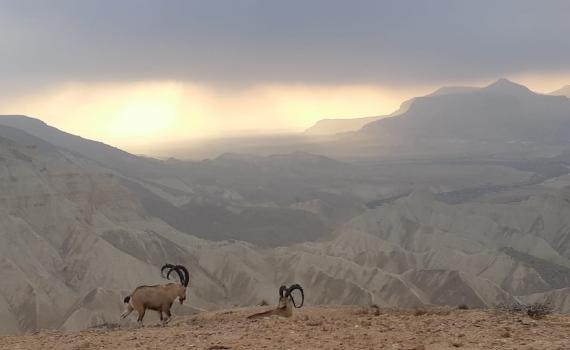 תמונת היום: עדר יעלים במדרשת בן גוריון בנגב
