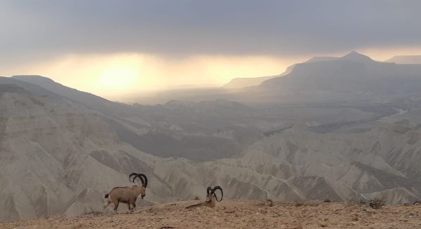 תמונת היום: עדר יעלים במדרשת בן גוריון בנגב
