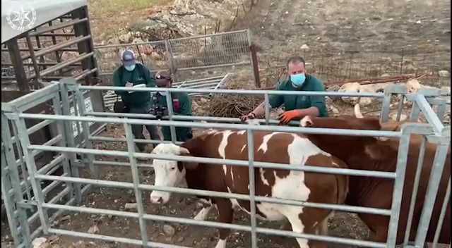 המשטרה החרימה עדר בקר שפלש לשמורת טבע