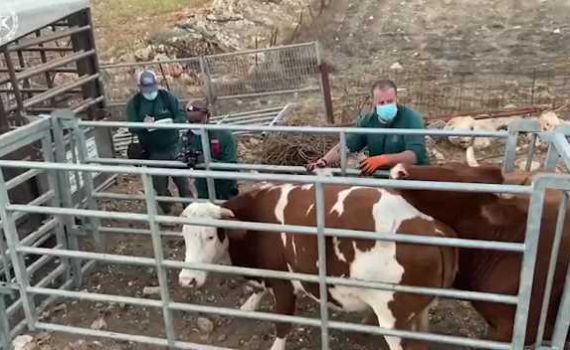 המשטרה החרימה עדר בקר שפלש לשמורת טבע
