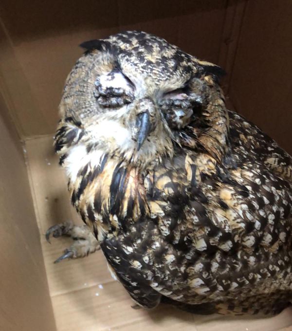 התעללות בכפר קאסם: תפרו עיניים לאוח עיטי