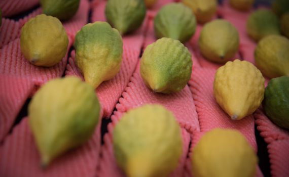 חג סוכות: ארבעת המינים באישיות