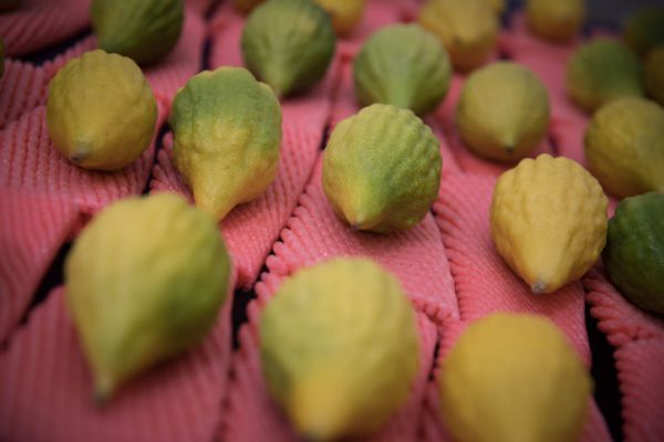 חג סוכות: ארבעת המינים באישיות